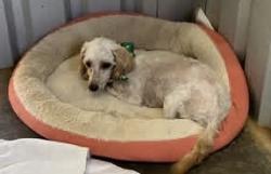 Reunited Male Dog last seen Near FM 56 South Glen Rose Tx 76043, Glen Rose, TX 76043