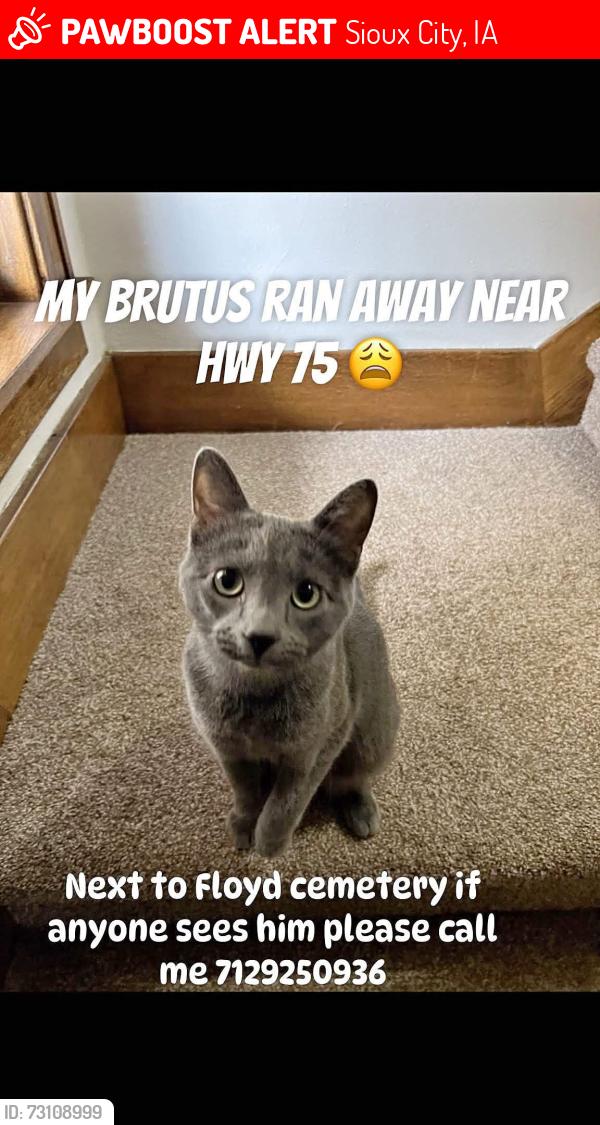 Lost Male Cat last seen Hwy 75 Floyd cemetery rock st, Sioux City, IA 51105