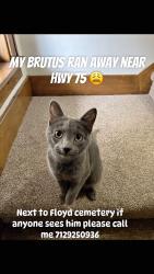 Lost Male Cat last seen Hwy 75 Floyd cemetery rock st, Sioux City, IA 51105