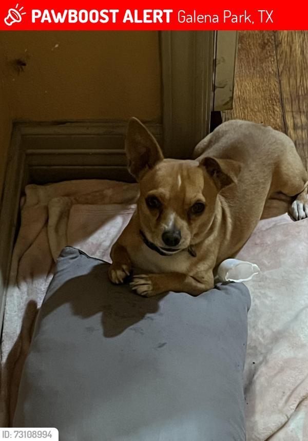 Lost Male Dog last seen Galena Park Texas, Galena Park, TX 77547