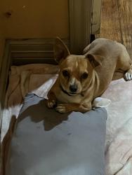 Lost Male Dog last seen Galena Park Texas, Galena Park, TX 77547
