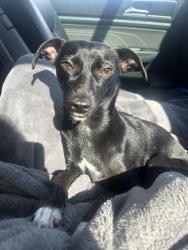Reunited Female Dog last seen 558–598 W La Jolla St Placentia, CA 92870 United States, Placentia, CA 92870