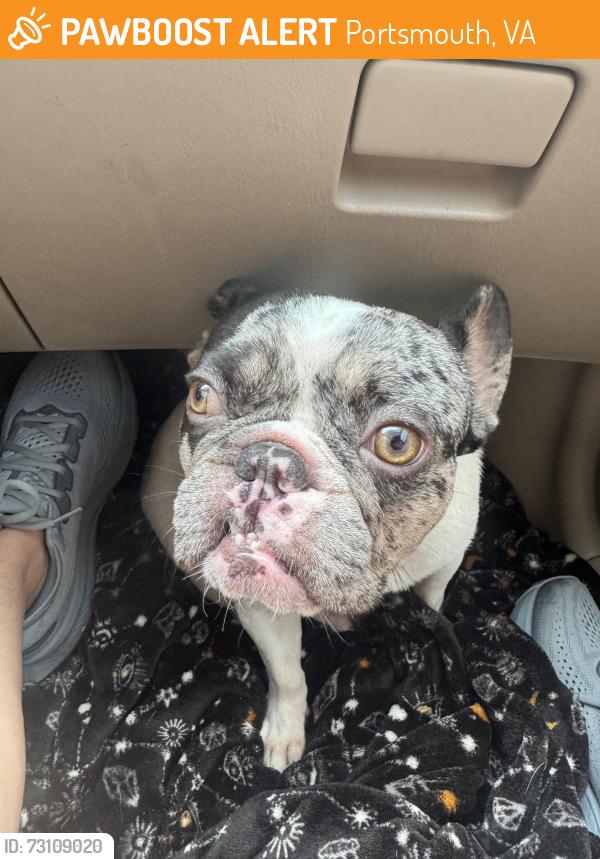 Found/Stray Male Dog last seen Norfolk, Portsmouth, VA 23703