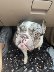 Found/Stray Male Dog last seen Norfolk, Portsmouth, VA 23703