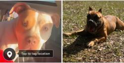 Reunited Unknown Dog last seen s maple and 24th , Sanford, FL 32771