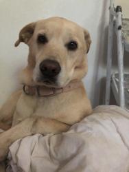 Reunited Female Dog last seen Snowberry Way and Beachwood Dr, Orangevale, CA 95662