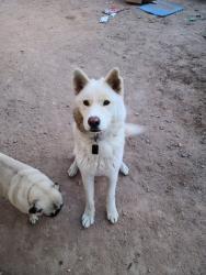 Lost Male Dog last seen Irvington & Nogales Hwy, Tucson, AZ 85706