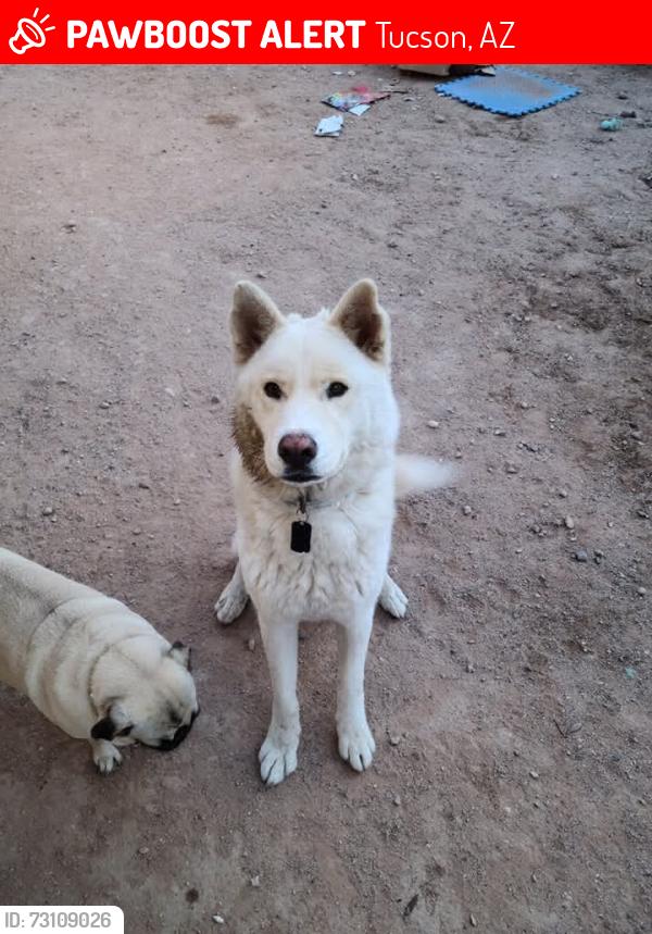 Lost Male Dog last seen Irvington & Nogales Hwy, Tucson, AZ 85706