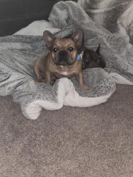 Reunited Male Dog last seen Tower and Floyd ave, Aurora, CO 80013