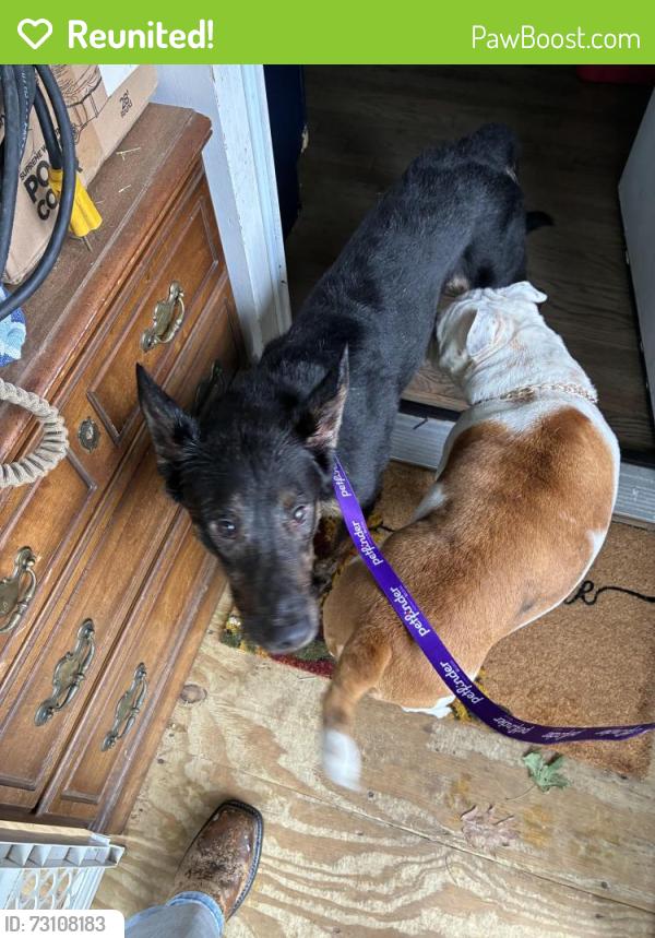 Reunited Male Dog last seen Wolf’s wine and spirits, Bristol, CT 06010