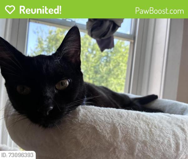 Reunited Female Cat last seen 23rd pl & Central , Cicero, IL 60804