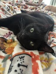 Lost Male Cat last seen Near & Falls of Neuse, Raleigh, NC 27615