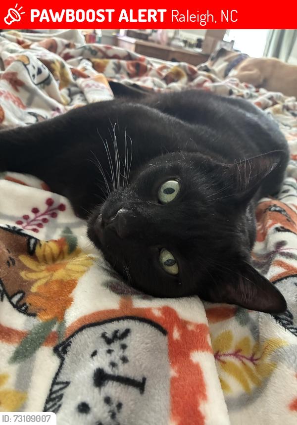 Lost Male Cat last seen Near & Falls of Neuse, Raleigh, NC 27615