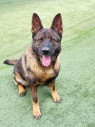 Shelter Stray Male Dog last seen , West Valley Animal Shelter, 20655 Plummer St, Chatsworth, CA 91311, USA