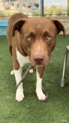 Shelter Stray Male Dog last seen , West Valley Animal Shelter, 20655 Plummer St, Chatsworth, CA 91311, USA