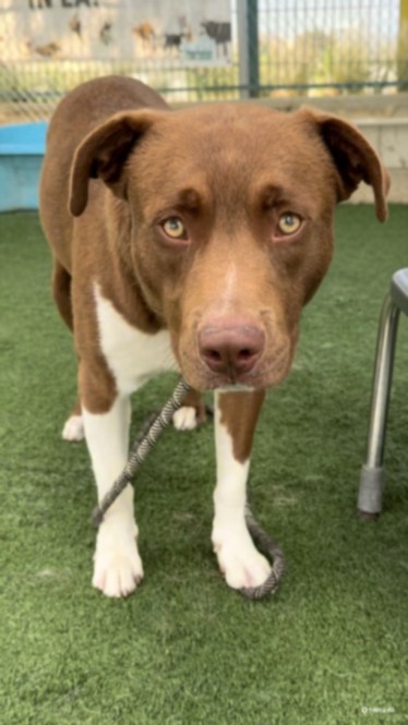 Shelter Stray Male Dog last seen , West Valley Animal Shelter, 20655 Plummer St, Chatsworth, CA 91311, USA
