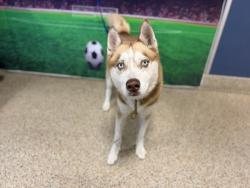 Shelter Stray Male Dog last seen Near BLOCK AVE AND 37 NW, 3599 NW 79th Ave, Doral, FL 33122, USA