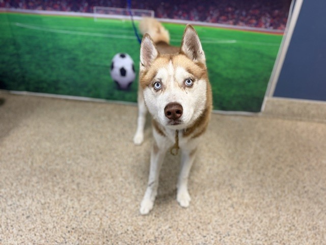 Shelter Stray Male Dog last seen Near BLOCK AVE AND 37 NW, 3599 NW 79th Ave, Doral, FL 33122, USA