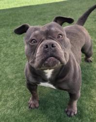 Shelter Stray Female Dog last seen , 957 N Gaffey St, San Pedro, CA 90731, USA