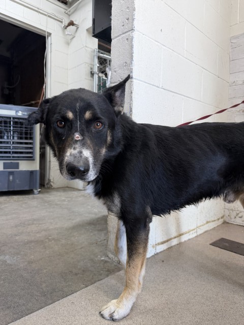 Shelter Stray Male Dog last seen FROTLEE/CYPRESS, 333 Chandler Pl, San Bernardino, CA 92408, USA