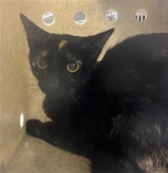 Shelter Stray Female Cat last seen , 232 Eslinger Way, Sanford, FL 32773, USA