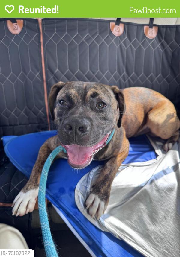 Reunited Male Dog last seen N Lee Hwy & Anatole Road, Cleveland, TN 37312