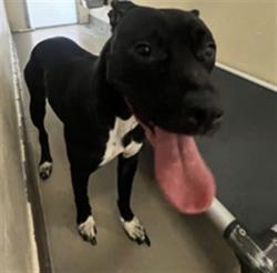 Shelter Stray Female Dog last seen MERRITT MORNING WAY, AS, 232 Eslinger Way, Sanford, FL 32773, USA