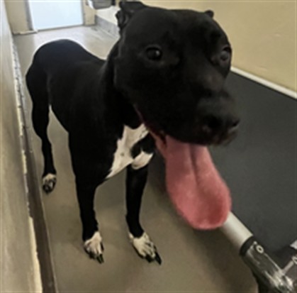 Shelter Stray Female Dog last seen MERRITT MORNING WAY, AS, 232 Eslinger Way, Sanford, FL 32773, USA