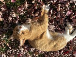Lost Male Cat last seen Fall River Cirle, Longmont, CO 80504