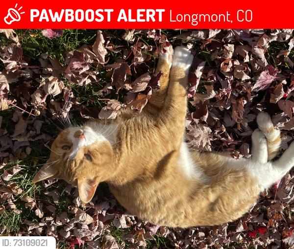 Lost Male Cat last seen Fall River Cirle, Longmont, CO 80504