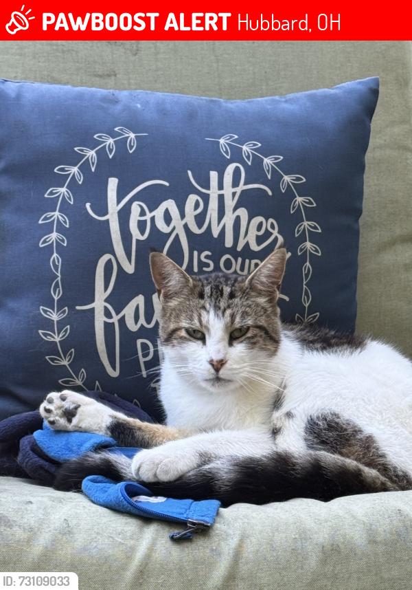 Lost Male Cat last seen Youngstown Hubbard and Seifert Lewis, Hubbard, OH 44425