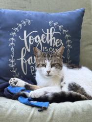 Lost Male Cat last seen Youngstown Hubbard and Seifert Lewis, Hubbard, OH 44425