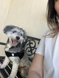 Found/Stray Male Dog last seen Hopkins and Ocala, San Jose, CA 95122