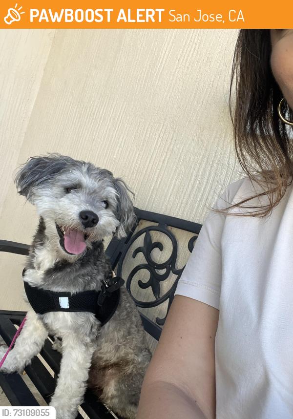 Found/Stray Male Dog last seen Hopkins and Ocala, San Jose, CA 95122