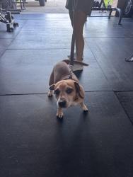 Reunited Male Dog last seen Legend Creek, Milton, LA 70592