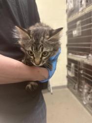 Shelter Stray Female Cat last seen Near BLOCK S HARVEY HEIGHTS DR, 4522 W 3500 S, West Valley City, UT 84120, USA