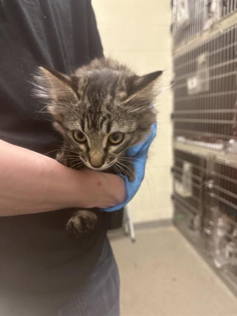 Shelter Stray Female Cat last seen Near BLOCK S HARVEY HEIGHTS DR, 4522 W 3500 S, West Valley City, UT 84120, USA