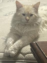 Reunited Male Cat last seen Near so 3325 w, West Valley City, UT 84119