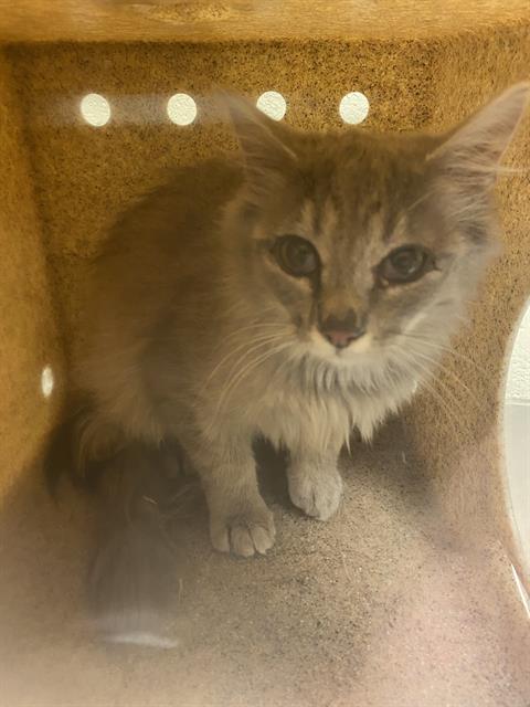 Shelter Stray Unknown Cat last seen Near BLOCK W SPUR CIR, 4522 W 3500 S, West Valley City, UT 84120, USA