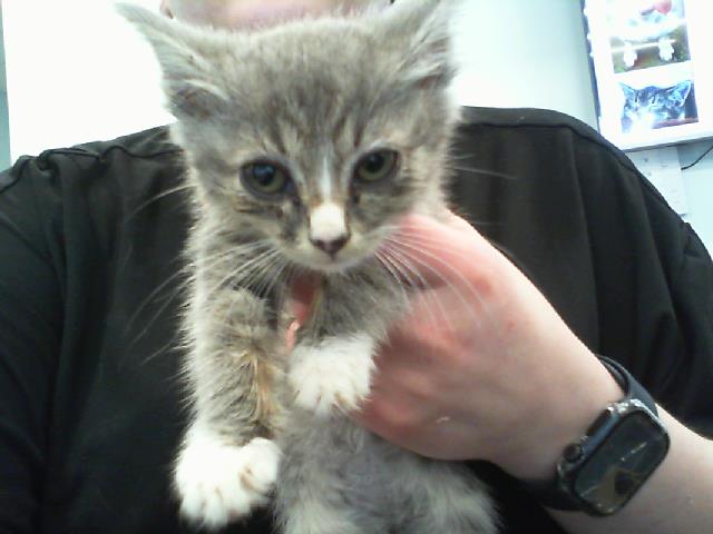 Shelter Stray Female Cat last seen CHARLOTTE, 8315 Byrum Dr, Charlotte, NC 28217, USA