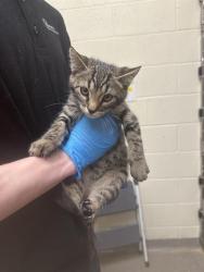 Shelter Stray Male Cat last seen Near BLOCK S HARVEY HEIGHTS DR, 4522 W 3500 S, West Valley City, UT 84120, USA