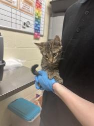 Shelter Stray Female Cat last seen Near BLOCK S HARVEY HEIGHTS DR, 4522 W 3500 S, West Valley City, UT 84120, USA