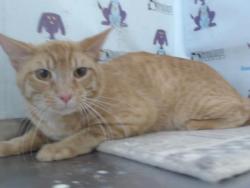 Shelter Stray Male Cat last seen , 2769 Conroy Rd, Orlando, FL 32839, USA