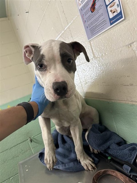Shelter Stray Male Dog last seen FLORIN PERKINS RD & FLORIN PERKINS LANDFILL, 2127 Front St, Sacramento, CA 95818, USA