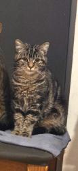 Lost Female Cat last seen Wapping , Greater London, England E1W 2QB