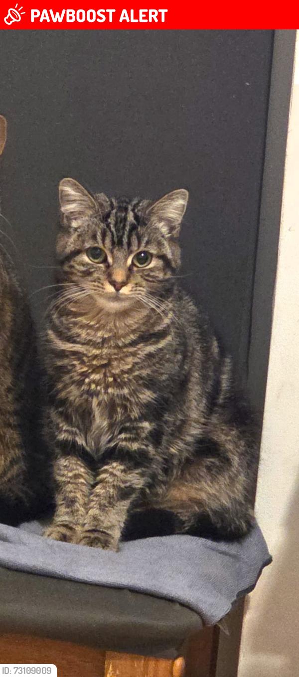 Lost Female Cat last seen Wapping , Greater London, England E1W 2QB