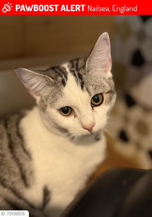 Lost Male Cat last seen Shaftesbury close/queens Road, Nailsea, England 