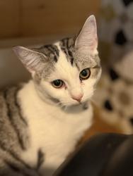 Lost Male Cat last seen Shaftesbury close/queens Road, Nailsea, England 