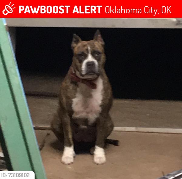 Lost Female Dog last seen Country club 68th st, Oklahoma City, OK 73159