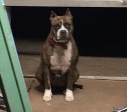 Lost Female Dog last seen Country club 68th st, Oklahoma City, OK 73159
